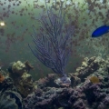 new gorgonia