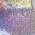 plate coral