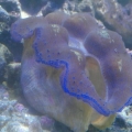 crocea clam