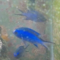 3 blue reef chromis