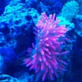 rose bubble tip anem