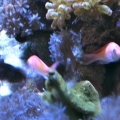 Pseudanthias carlsoni