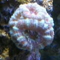 Ultra swirl acanthastrae