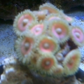 pink zooanthids