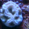 Platygyra of some kind