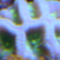 Alien Eye Favia