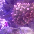 My new RBTA
