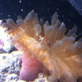 this is the anemone i got for my perculas..... but i swear the crab saw it on the way down and sprinted for it haha.