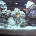 DT tank FTS @ 2 months