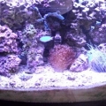 DT tank FTS @ 9 months