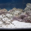 Ammonia 2.5 ppm