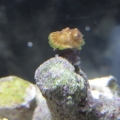 this is the most recent pic of my newest unidentified frag