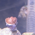 this is the first picture of my newest unidentified frag