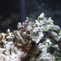 most recent FTS