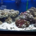 Hermit Crabs, Snails, Duster, Mushroom, Emerald Crab.