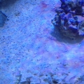 cyano 1