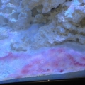 cyano2