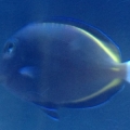 White cheek tang