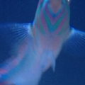 Pink face wrasse