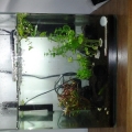 This is a 7 gal display tank i picked up at my lfs for 50 $ :-D. The kit is 150$ minus the plants and stumps. Plus it came with three amano(?sp?) shrimp. Ive been wanting to try a planted tank for awhile. And this one grabbed my attention and the price wa