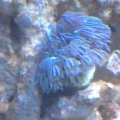 pulsating xenia