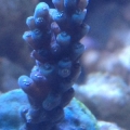 blue sps