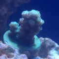 green sps