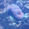 purple/red acans