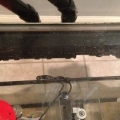 View from bottom of tank (smaller pipe to refugium and large pipe to skimmer section)