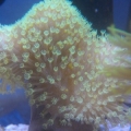 Green Toadstool
