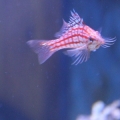 longnose hawkfish