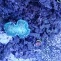 new coral