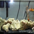 This is my current set up.  Its a 10 gallon tank with about 7 pounds of live rock, 50 watt heater, hob filter, and a small power head to keep the water moving.  

I only have one fish at the moment, Navistar the Ocellaris clownfish!