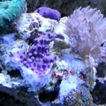 Frag piece