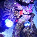 Top view: goby helps the leather toadstool grow some polyps.