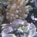 Porcelain Anemone crab and his BTA
