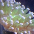 hammer coral