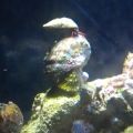 hermit crab riding a snail whos riding a snail haha