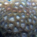 zoas