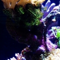 Feather Star