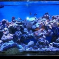 90 Gal Tank at 1 year