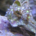 look what i found growing