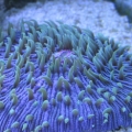 purple plate