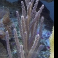 Purple Gorgonian