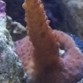 SPS Acro Plum Crazy