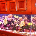 My Aquarium - Vivid by Day