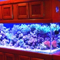 My Aquarium - Vindictive by Nightfall