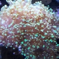 Tri Color Frogspawn