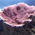 Red Candy Cap