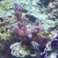 Acropora Tortuosa